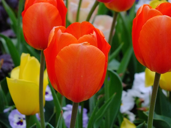 In honor of my birth country -- orange tulip