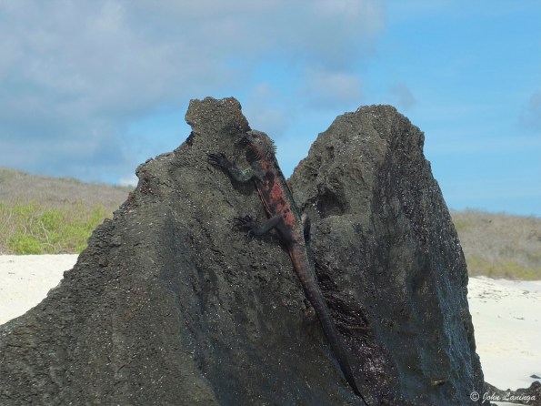 Lava lizard