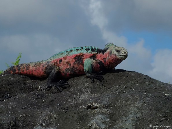 Land iguana