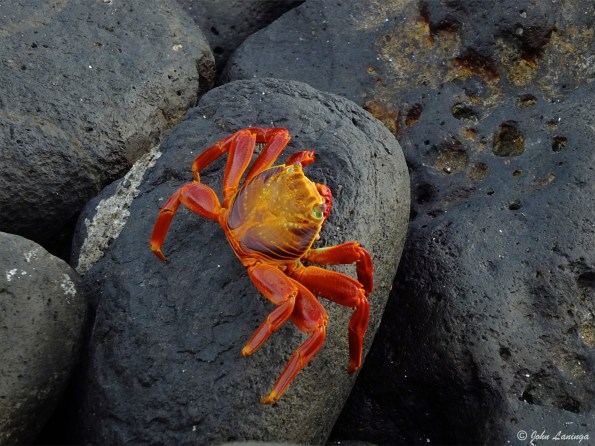 Sally crab