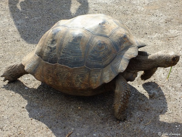 Land tortoise