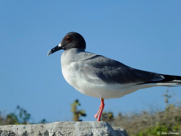 Swallow tailed gull