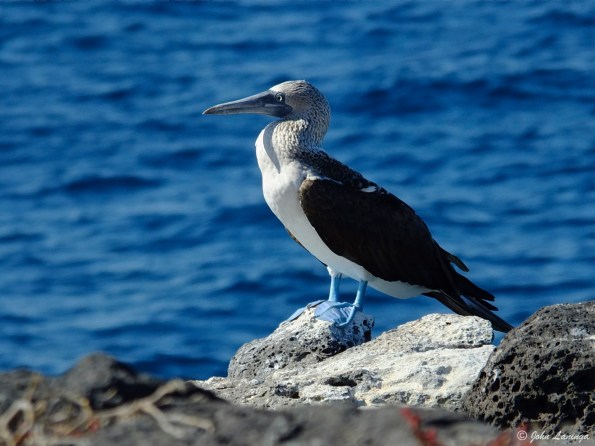 Blue footed booby