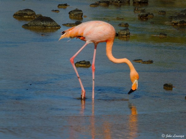 Flamingo