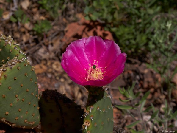 A cactus flower, blooming alongside the trail
