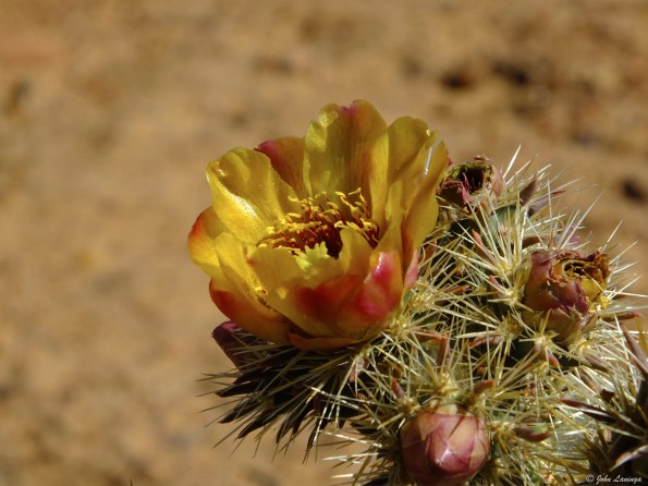 But the cactii were beginning to bloom
