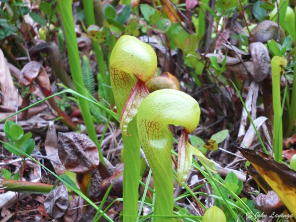 Darlingtonia California, an insect eating plant