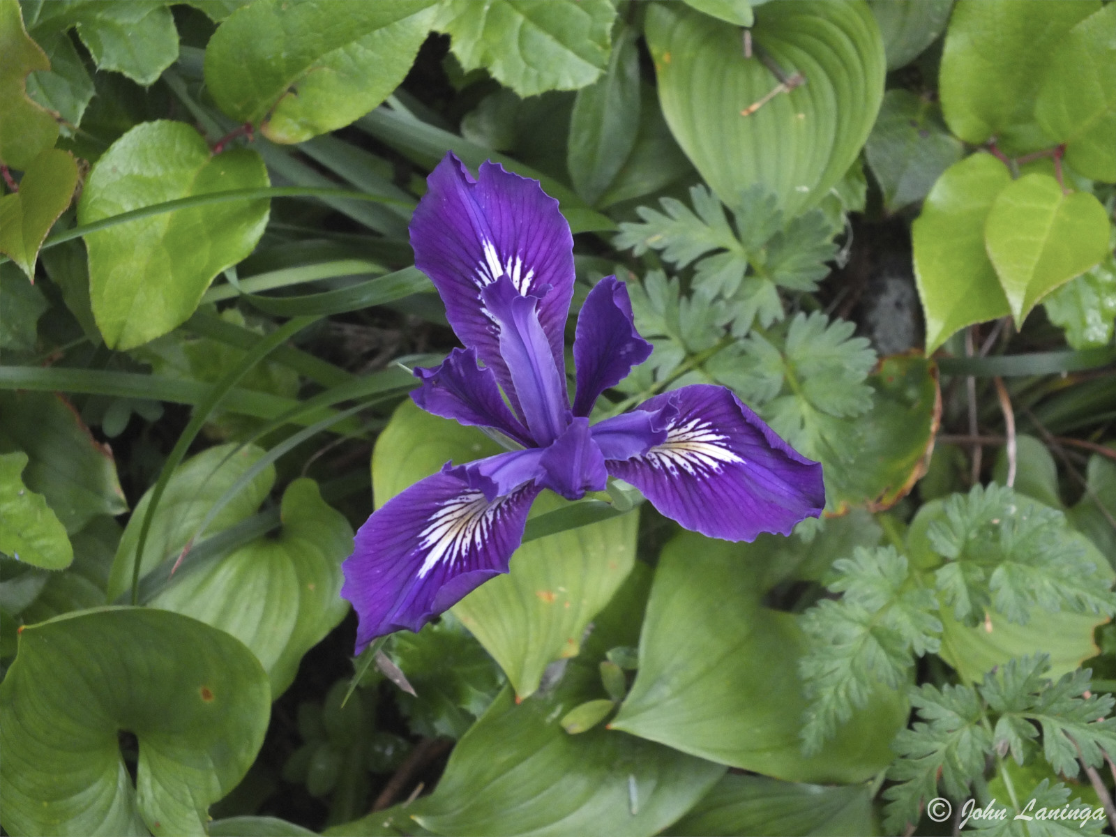 Beautiful purple colors