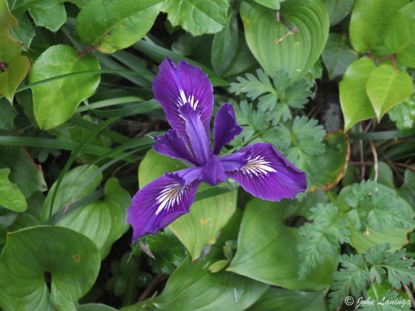 Beautiful purple colors