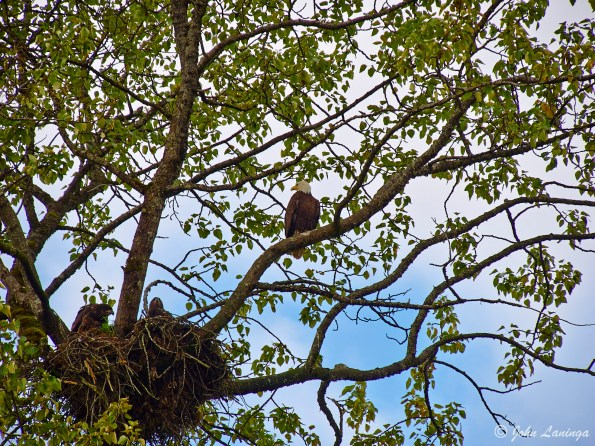 Mother eagle keeping a watchful eye on her chicks