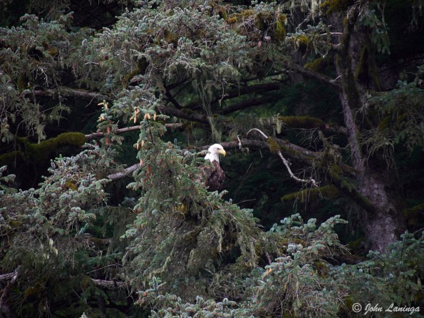 Eagle, master of the skies