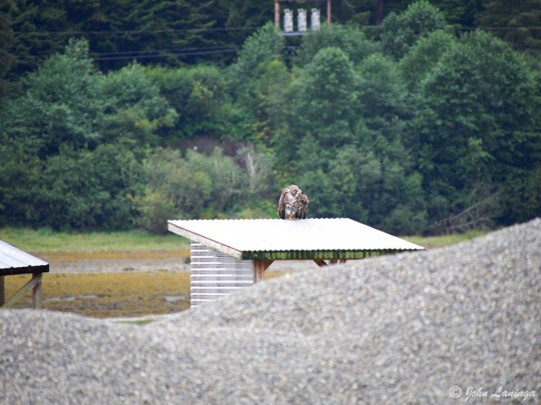 There, on a shed roof, a juvenile eagle....