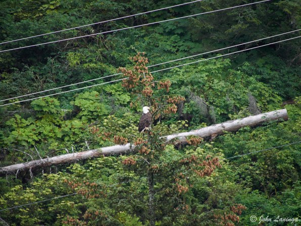 There, next to the ship, an eagle!