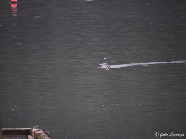 A hunting sea lion, searching for prey