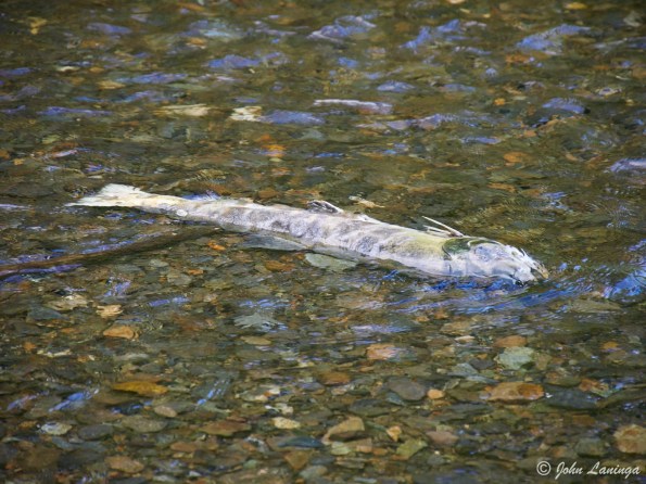 The fate of the salmon after spawning
