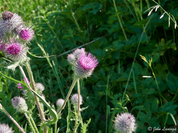 Wild thistle
