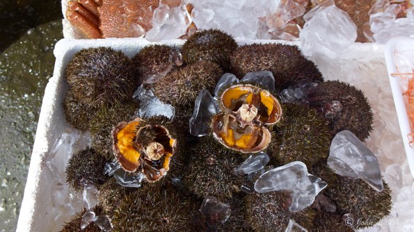 Not sure if these were sea urchins or some sort of ffruit