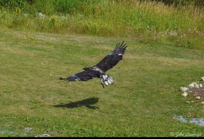 An eagle demonstration on Grouse Mountain