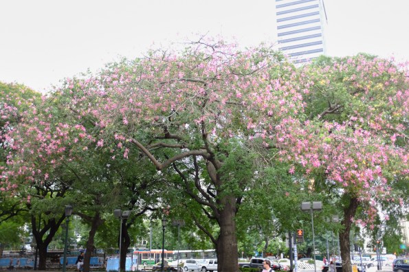 Still summer here, so trees are blooming