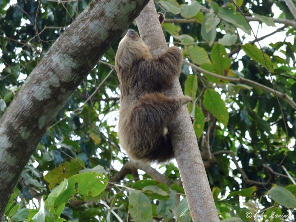 A two toed sloth climbing a tree