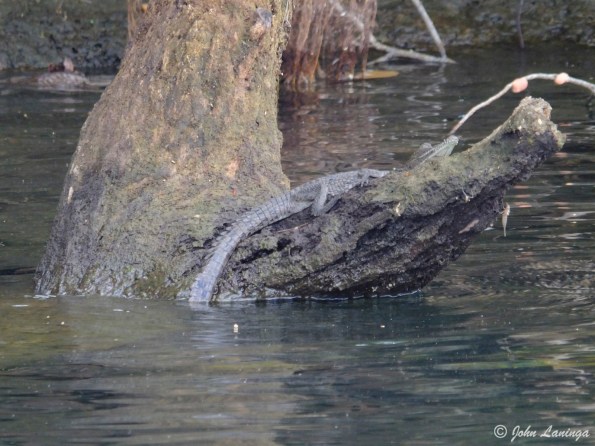Small crocodile