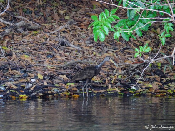 A limpkin, looks like an egret