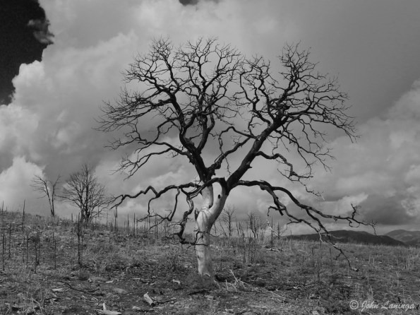 A black and white "art shot" of a tree burnt during the fire of 2013