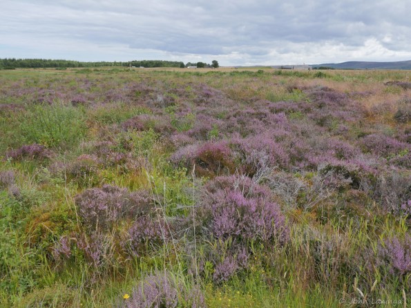 The heather made for hard going