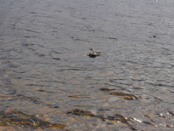 What's that? Nessie?