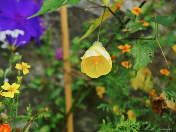 Lovely little flower