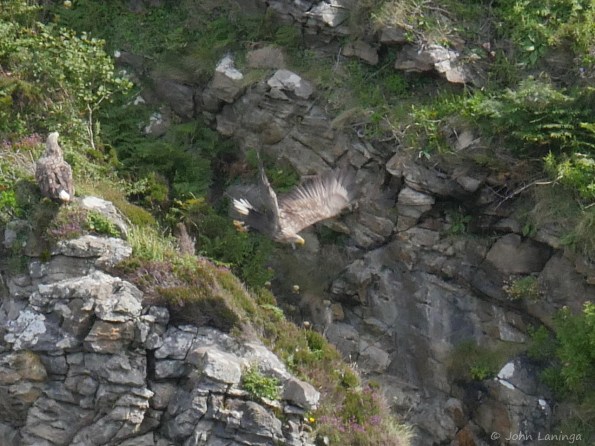 Sea eagle just taking off