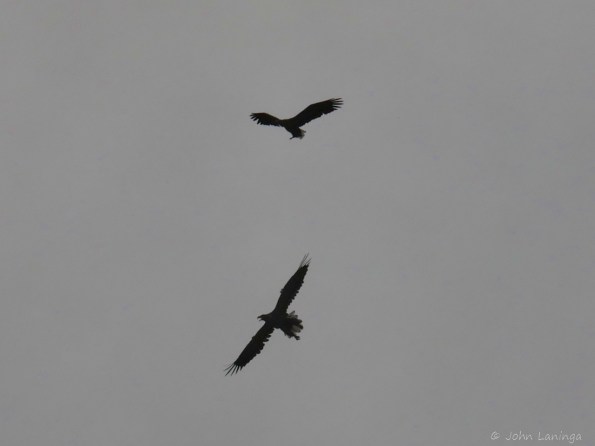 Two sea eagles 