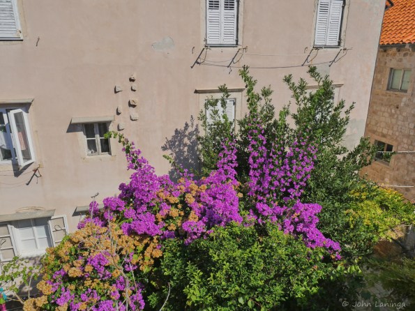 Colorful flowers against stone wall