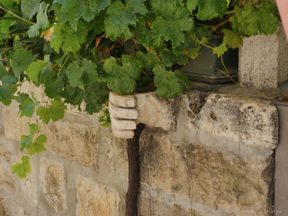 Hands holding a grape vine