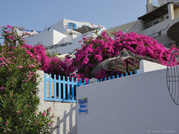 Colorful flowers against the white buildings