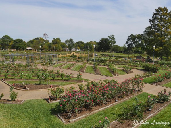 An overview of the Tyler Rose Garden
